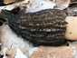 Hegyes kucsmagomba (Morchella deliciosa), Pilis